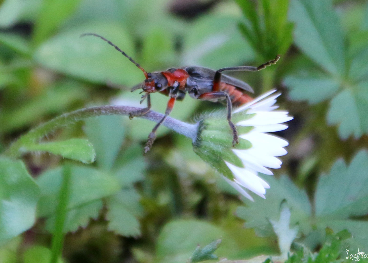 L'acrobate sur marguerite