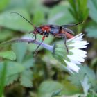 L'acrobate sur marguerite