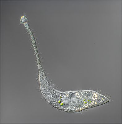 Lacrymaria olor – das „Tränentierchen“ (manchmal auch „Schwanenhalstierchen“ genannt)