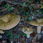 Lactarius deliciosus