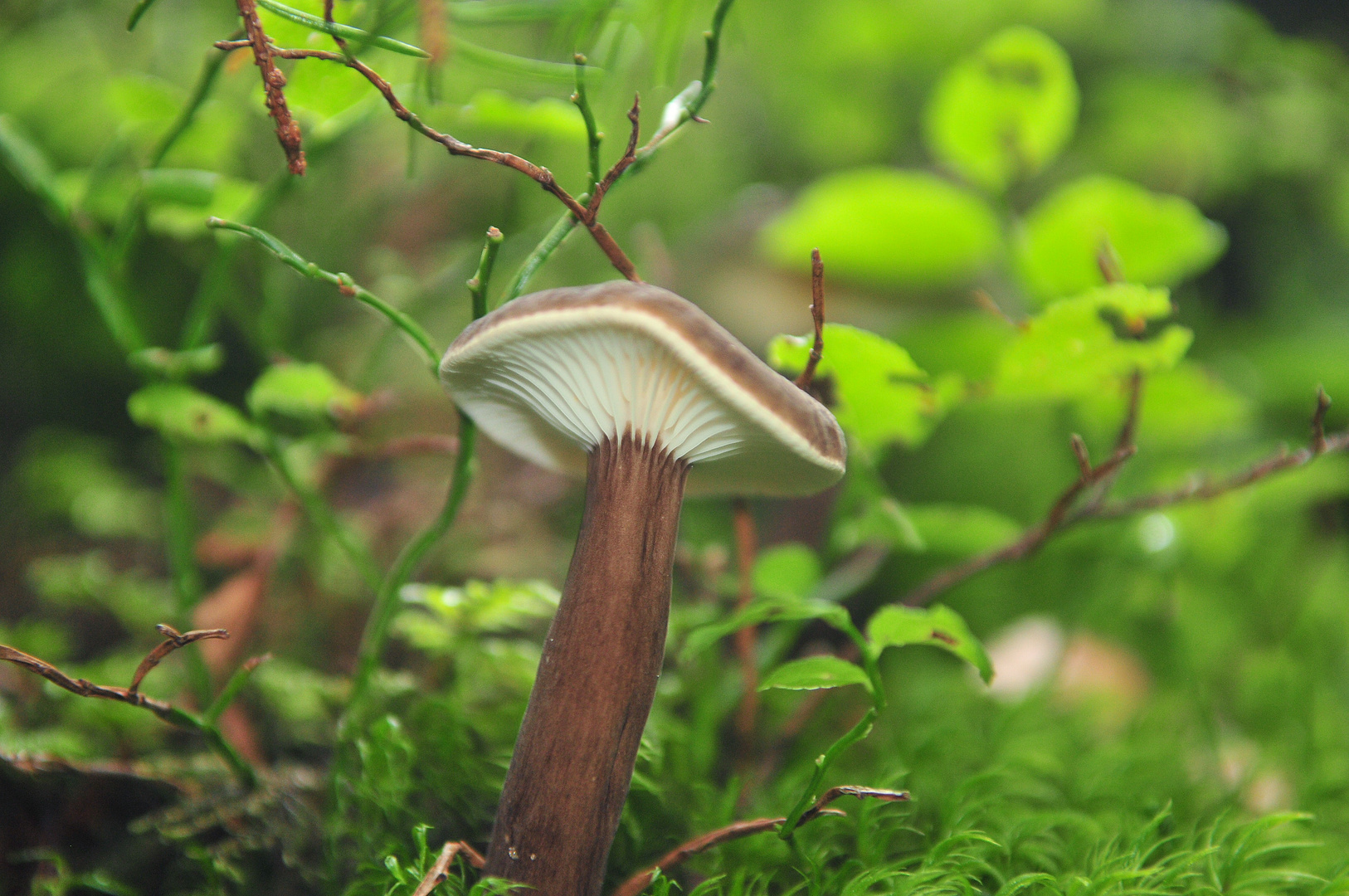 Lactarius lignyotus