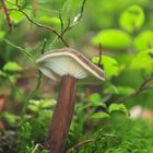 Lactarius lignyotus