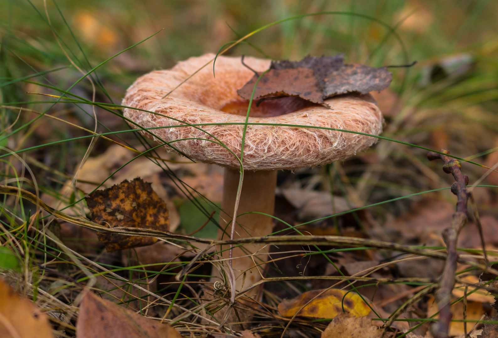 Lactarius terminosus - Birkenmilchling