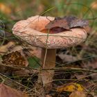 Lactarius terminosus - Birkenmilchling