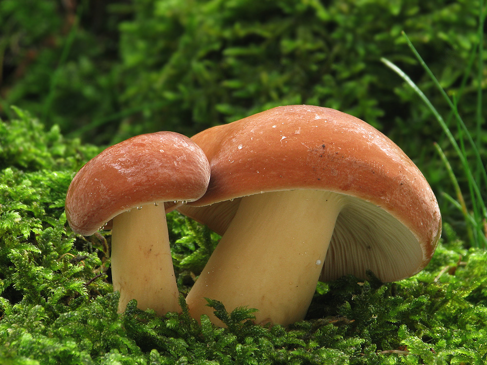 Lactarius volemus