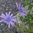 Lactuca perennis Blauer Lattich