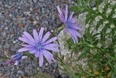 Lactuca perennis Blauer Lattich