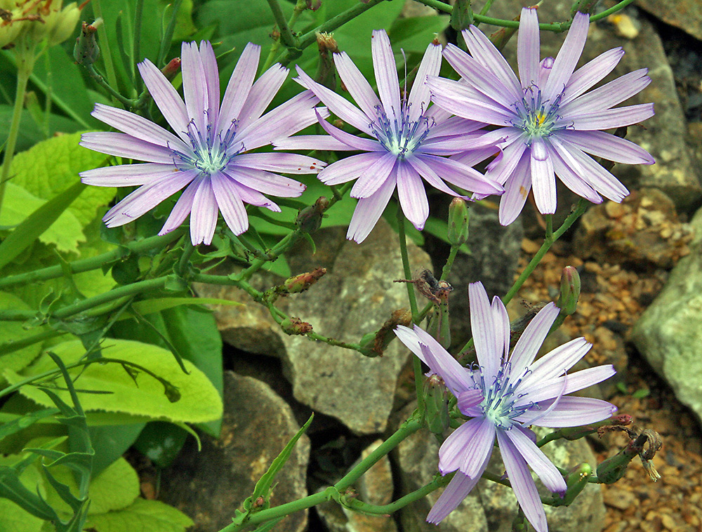 Lactuca perennis - Blauer Lattich eine seltene Pflanze in der Kultur...