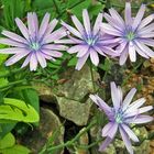 Lactuca perennis - Blauer Lattich eine seltene Pflanze in der Kultur...