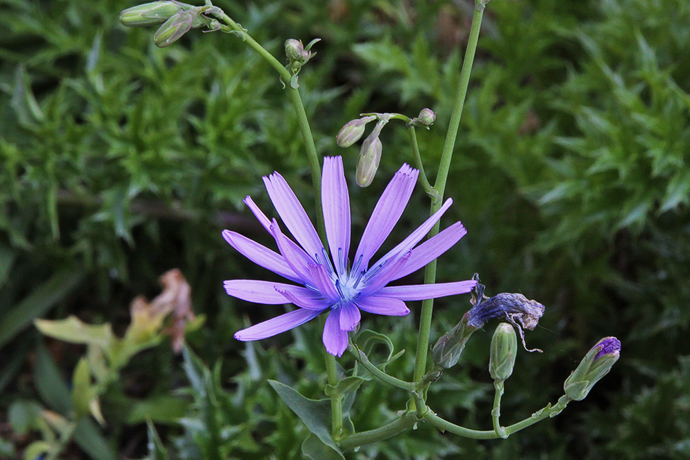 Lactuca perennis - Blauer Lattich