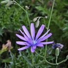 Lactuca perennis - Blauer Lattich