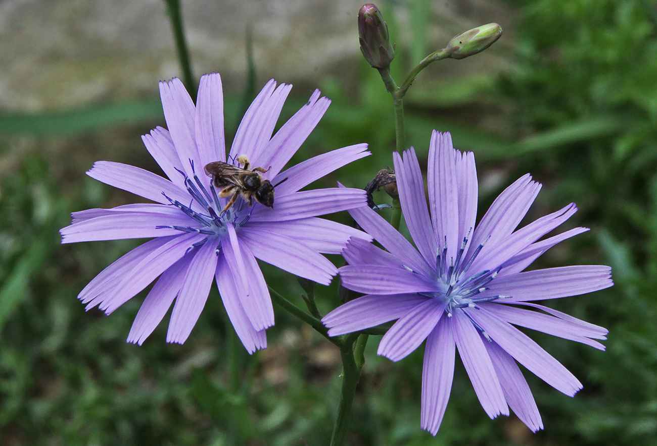 Lactuca perennis - Blauer Lattich...eine seltene heimische Pflanze aus den höheren Regionen...