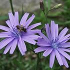 Lactuca perennis - Blauer Lattich...eine seltene heimische Pflanze aus den höheren Regionen...