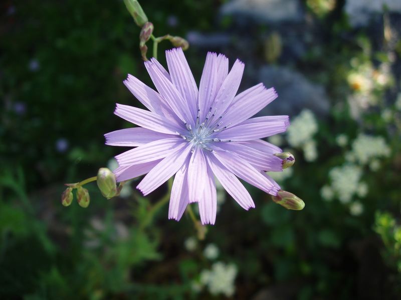 Lactuca perennis der blaue Lattich