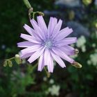 Lactuca perennis der blaue Lattich