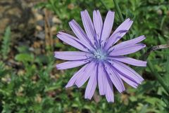 Lactuca perennis