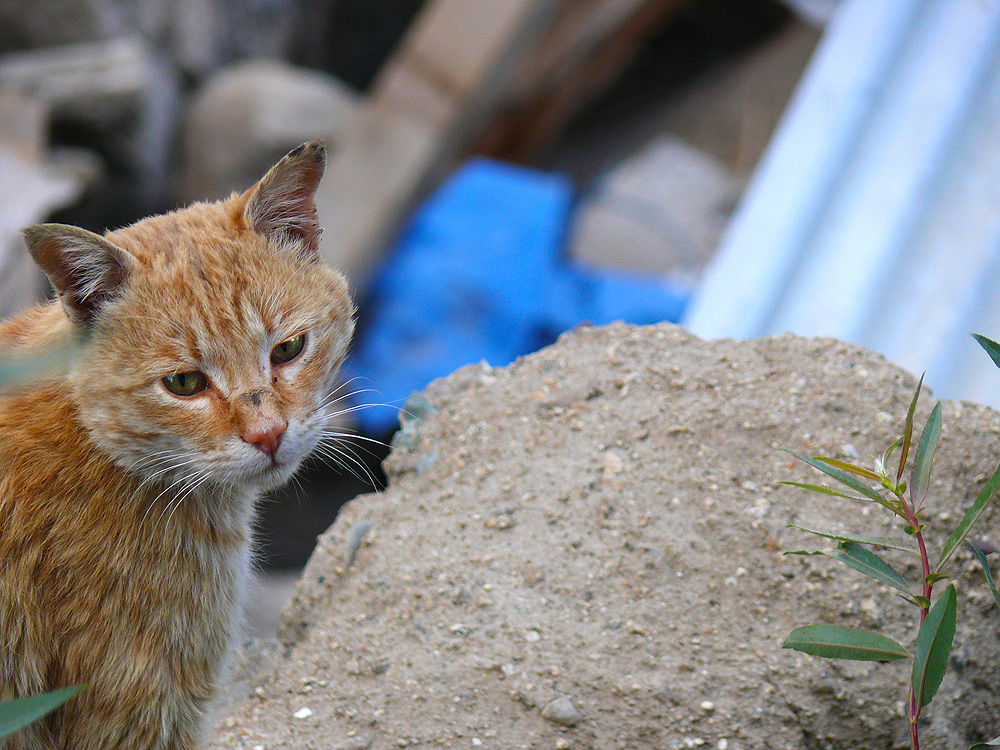 ladakhi cat