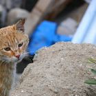 ladakhi cat