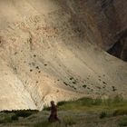 Ladakhi Frau