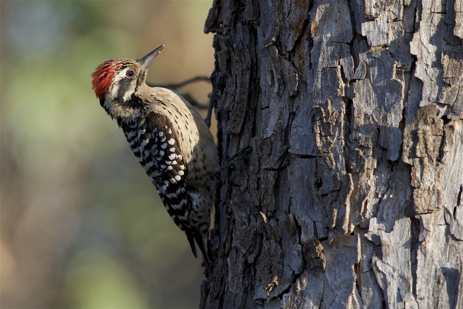 Ladder-Backed Woodpecker