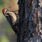 Ladder-Backed Woodpecker