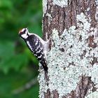 Ladder-backed Woodpecker