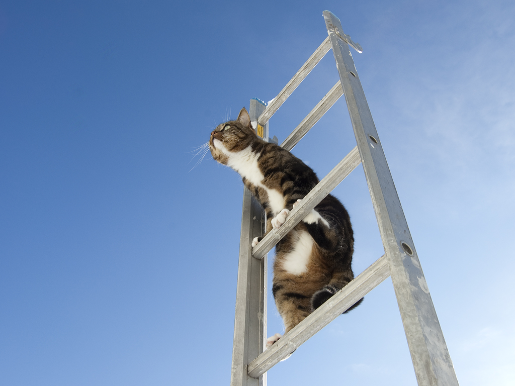 Ladder cat