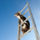 Ladder cat