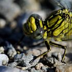 ~ Ladder-Eye Saccade ~ (Gomphus pulchellus, juvenil, m)