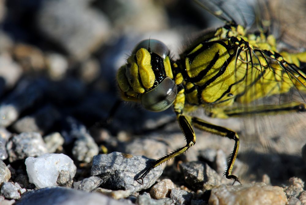 ~ Ladder-Eye Saccade ~ (Gomphus pulchellus, juvenil, m)