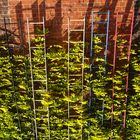 ladder of Zollverein