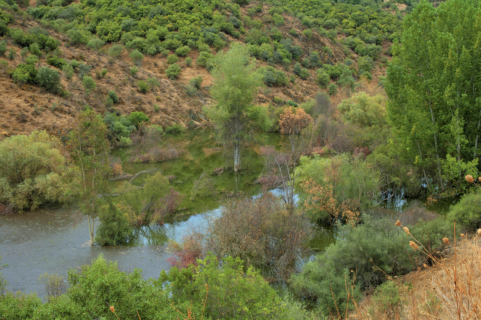 LADERA DE ENCINAS