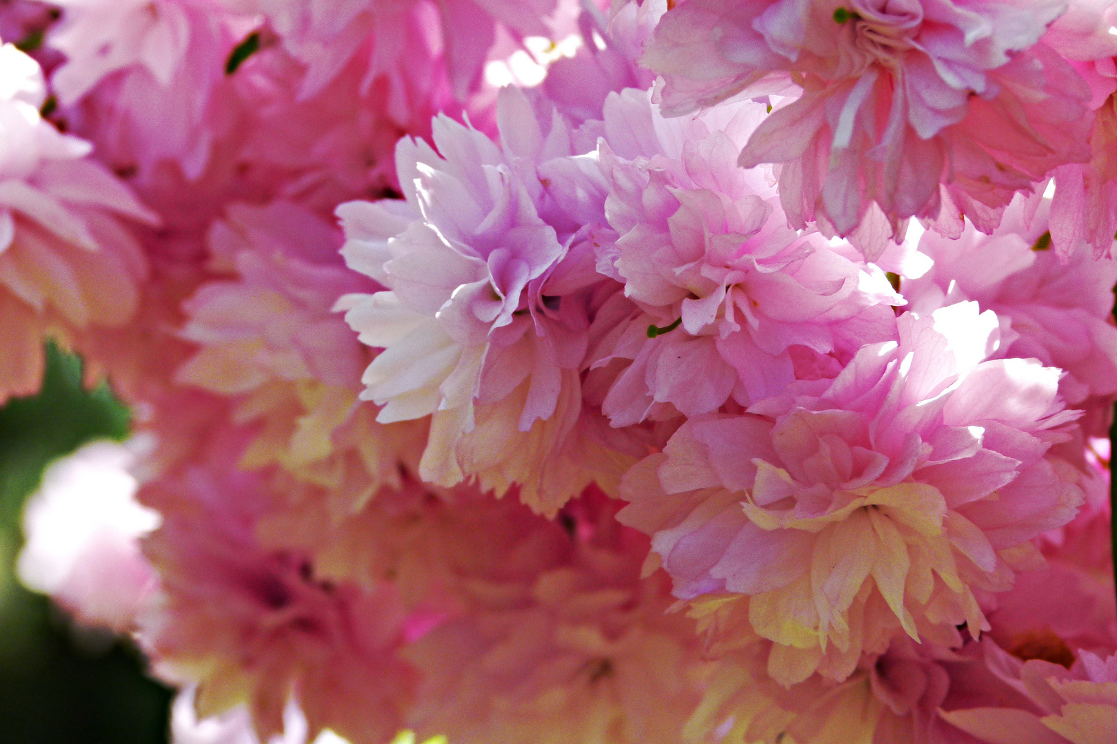 Ladies in Pink