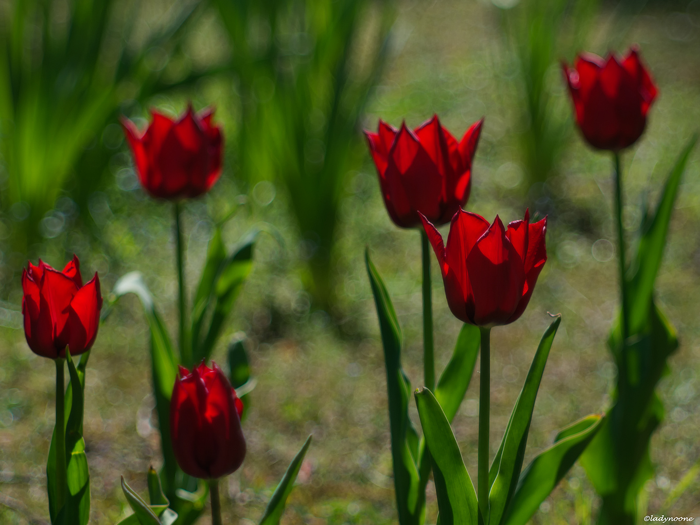 Ladies in red