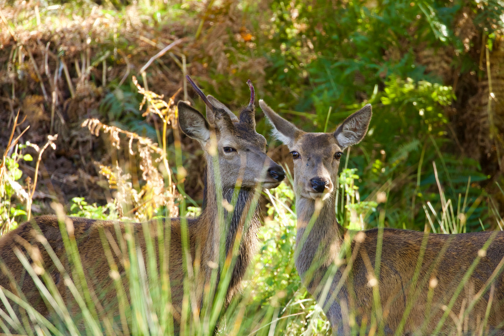 Ladies in waiting