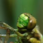 l'adieu a sa larve ou prête pour une nouvelle vie