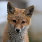 l'adorable jeune renard 