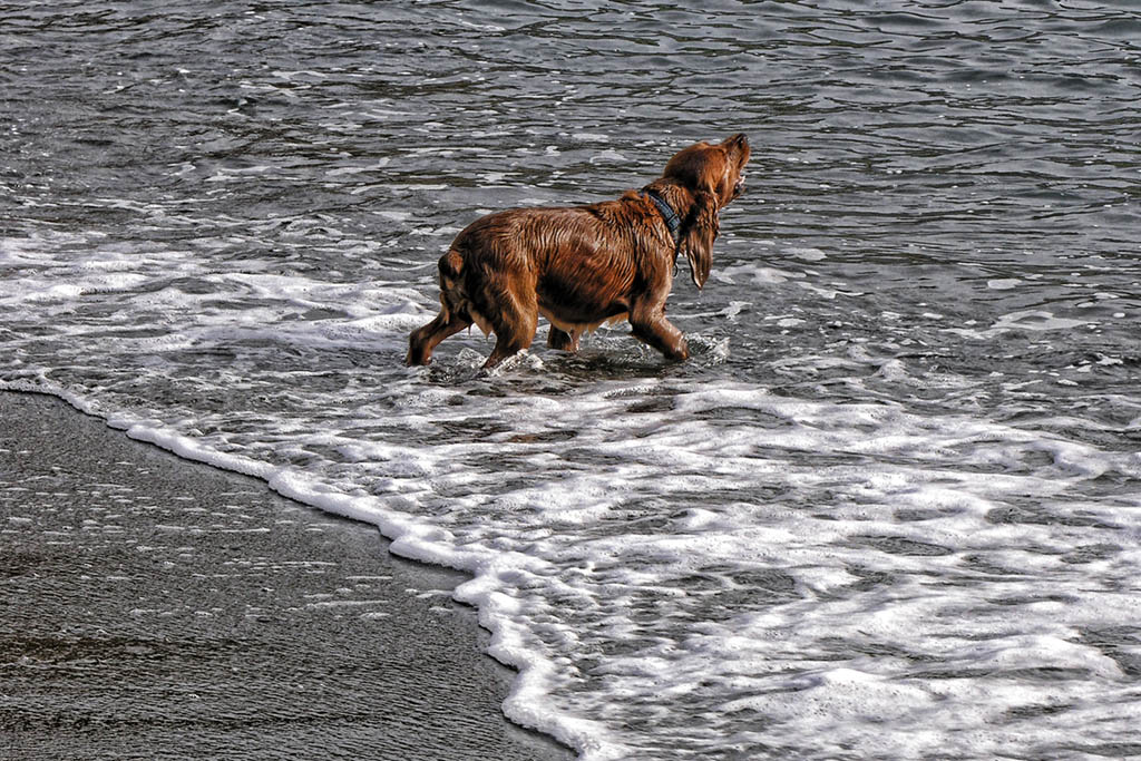 Ladrando al mar