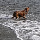 Ladrando al mar