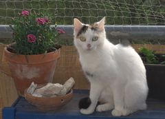 Lady auf dem Balkon