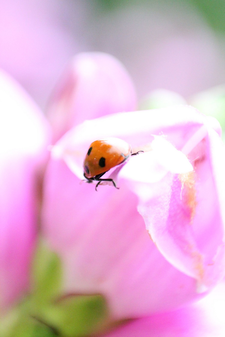 Lady Beetle