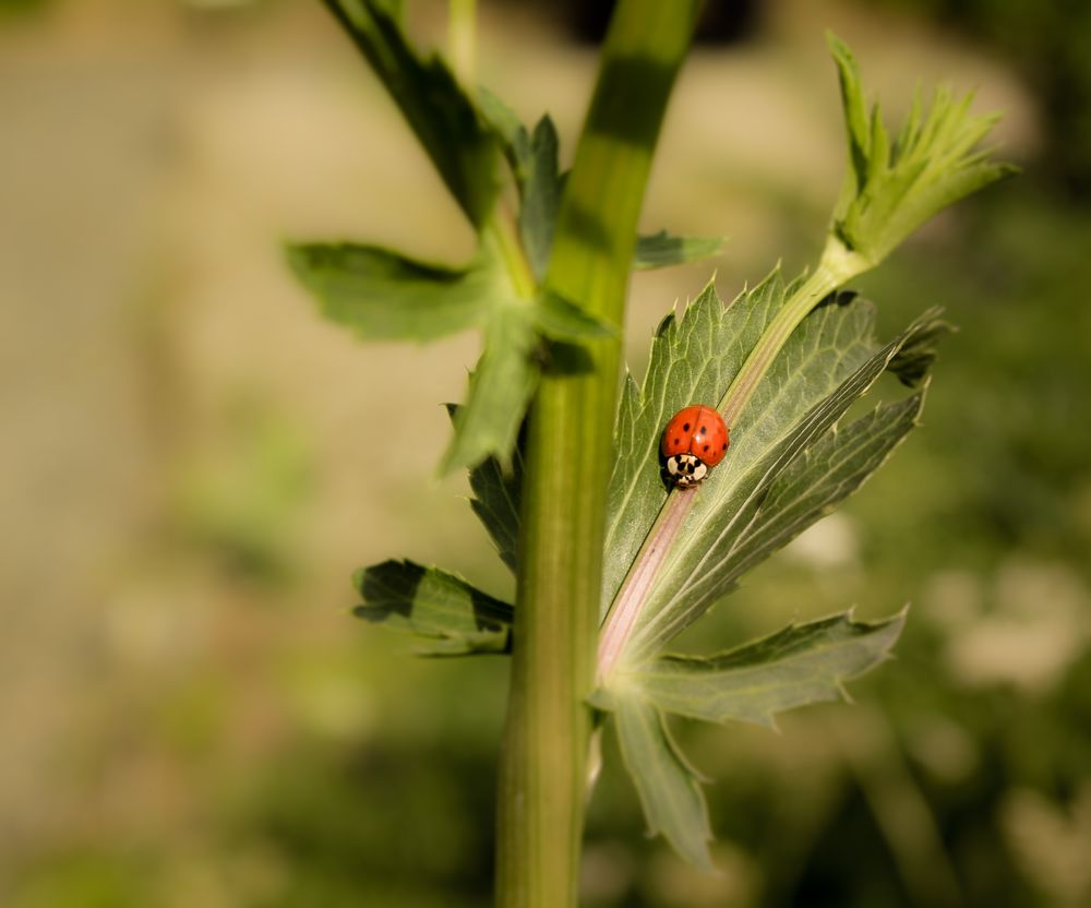 lady beetle