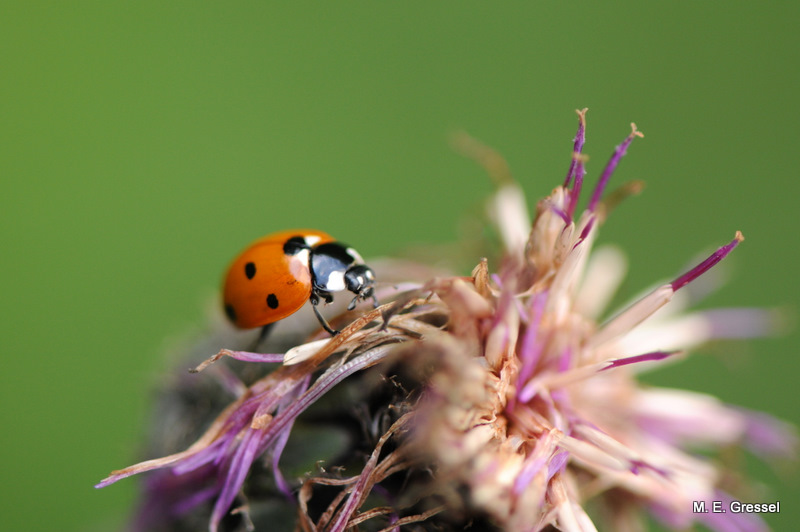 Lady beetle auf Distel