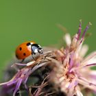 Lady beetle auf Distel