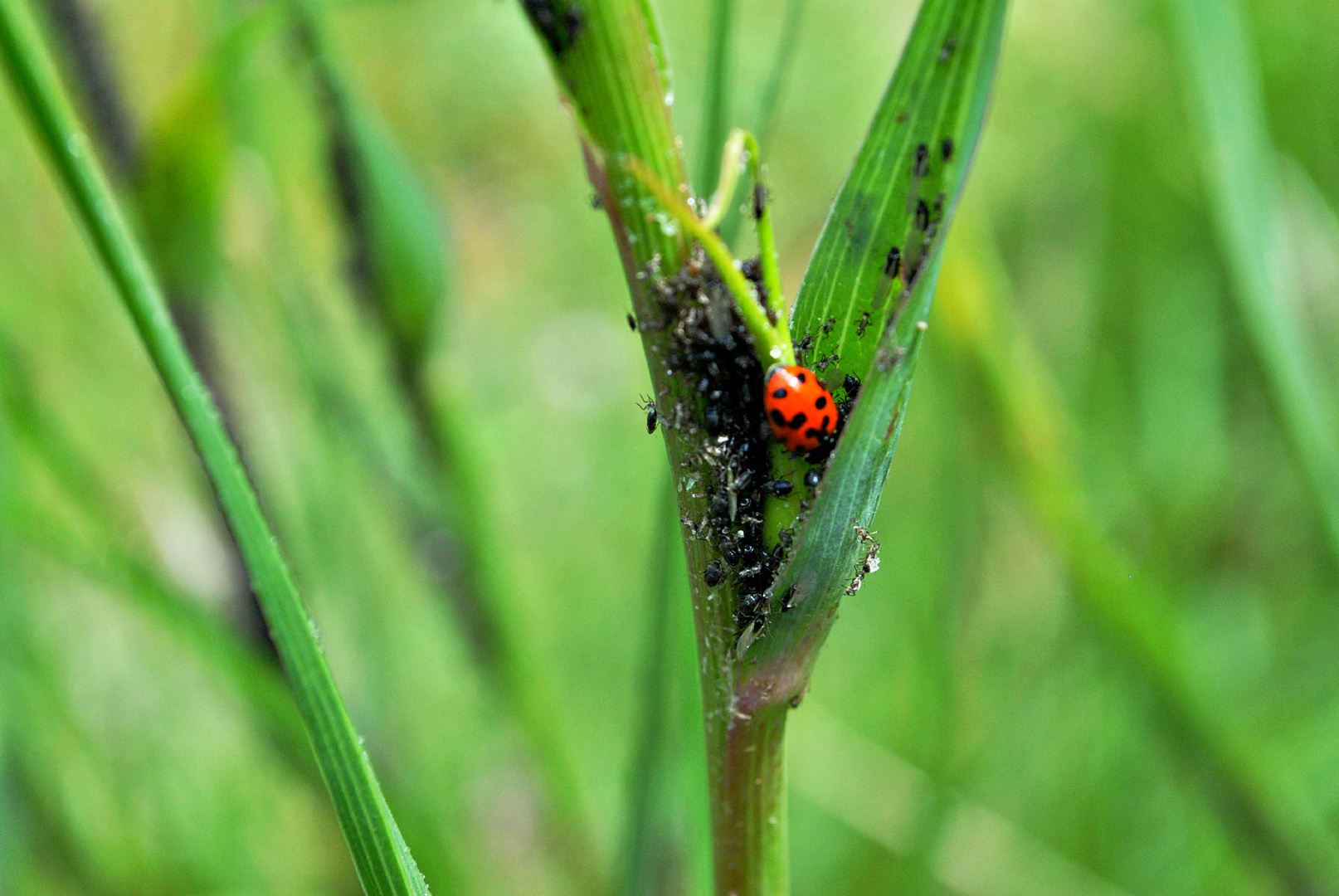 Lady Beetle