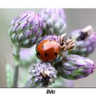 -lady beetle-