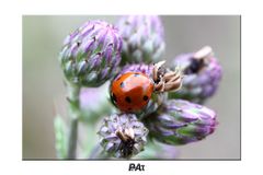 -lady beetle-