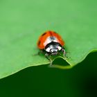 lady beetle