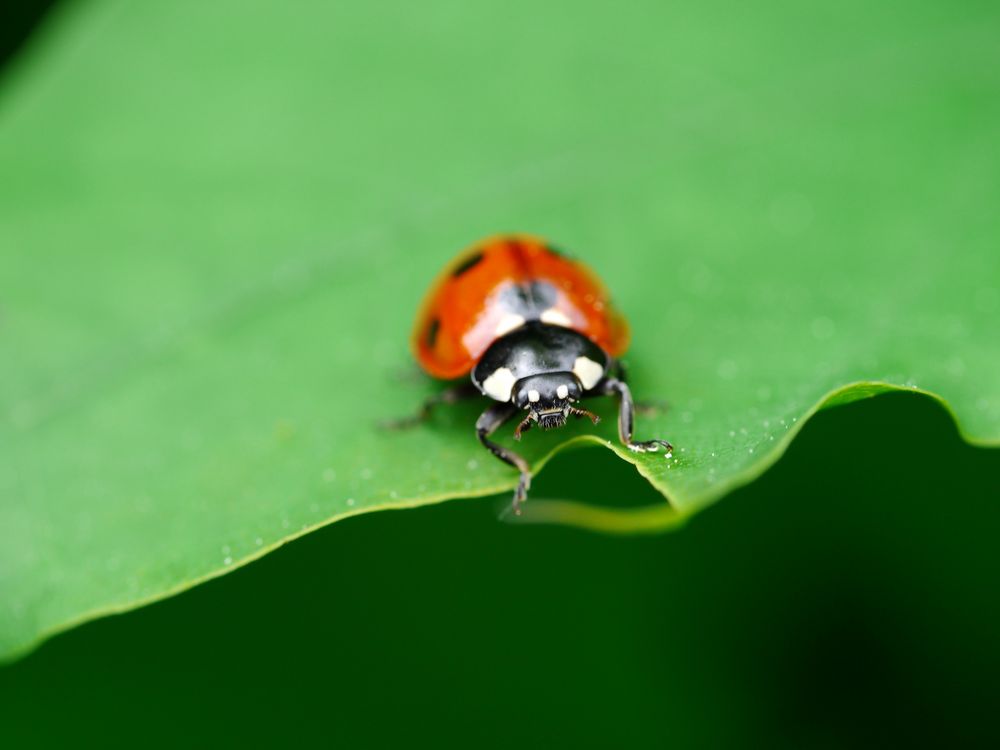 lady beetle