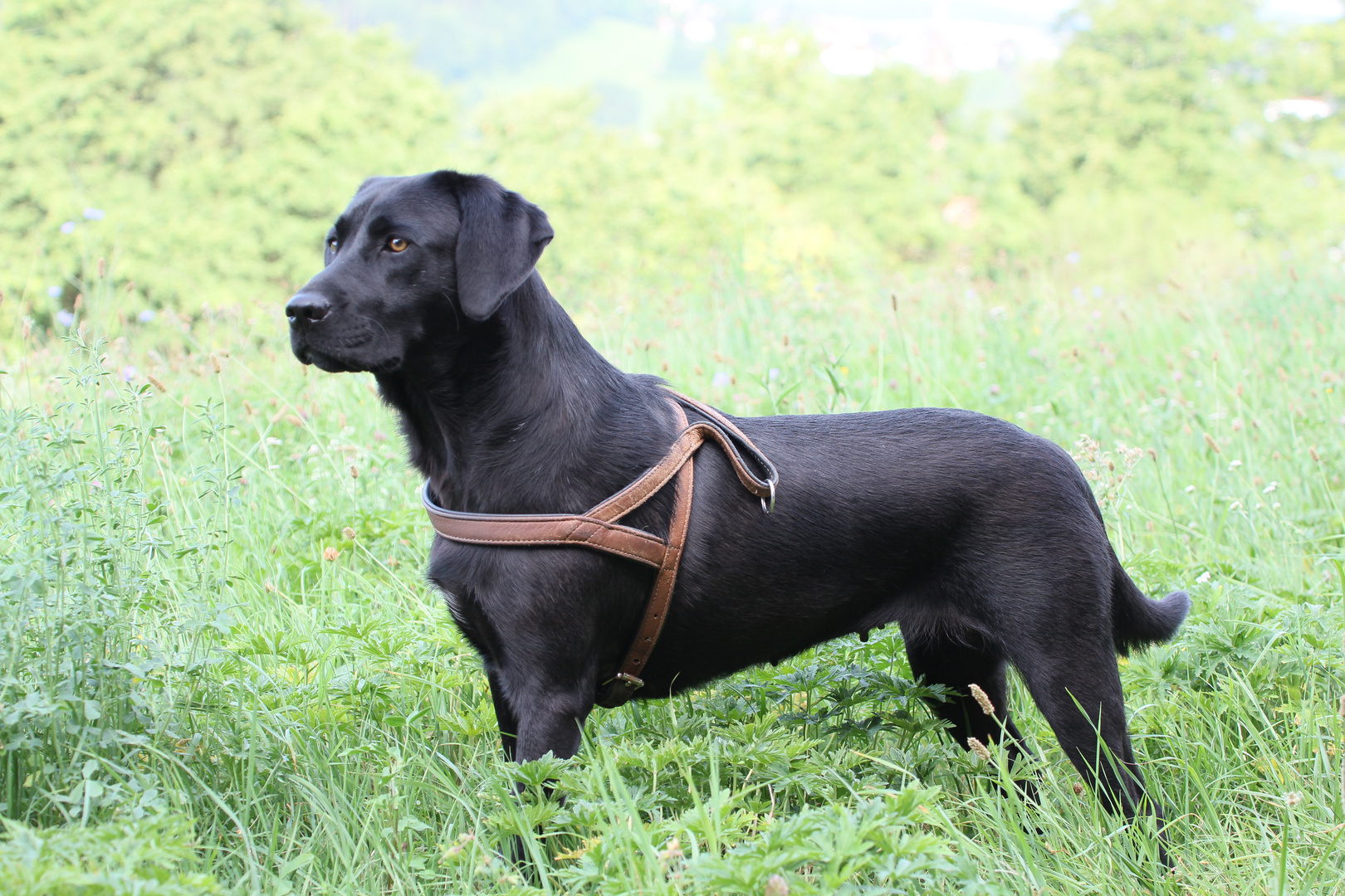 Lady beim Morgenspaziergang